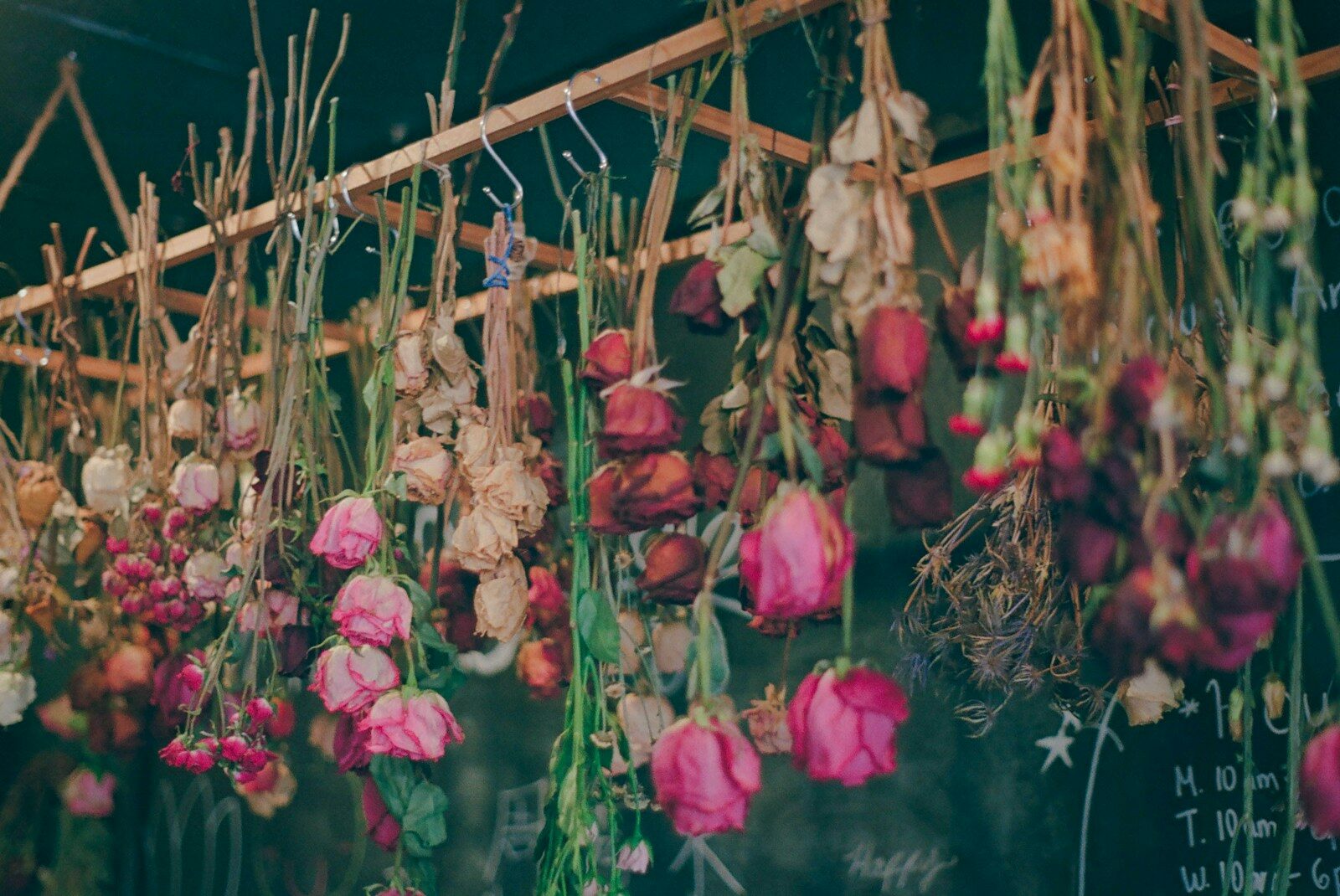 Dried roses hanging from a wooden rack